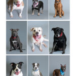 Shelter Dogs
