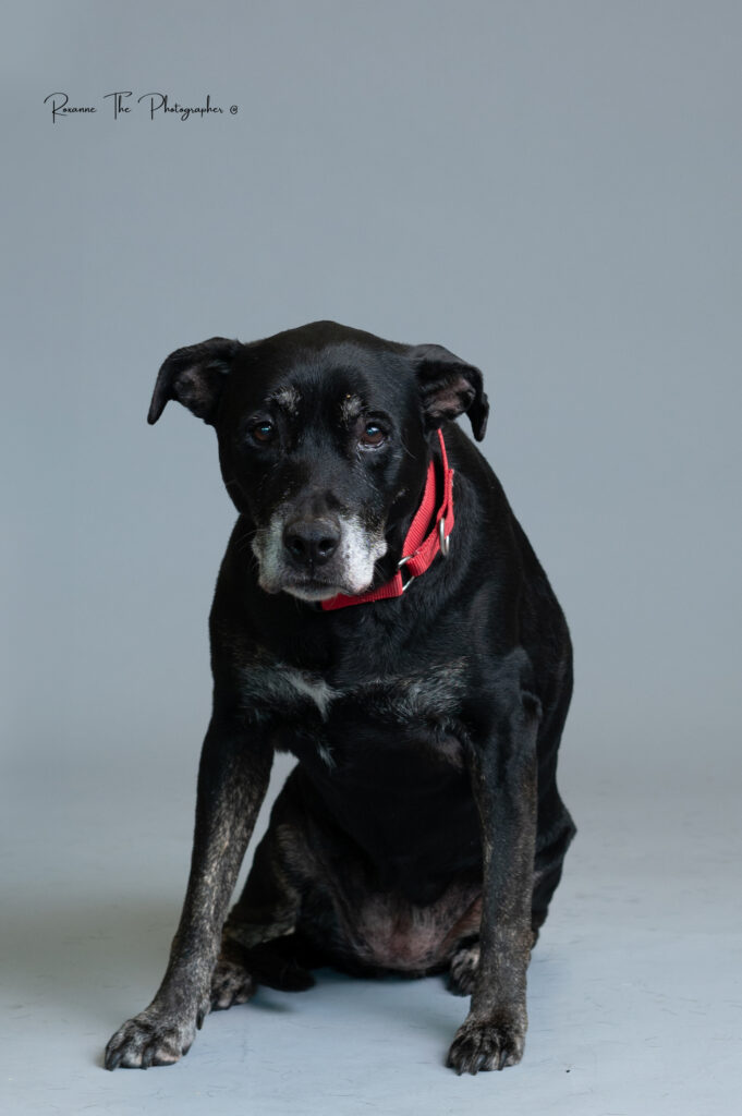 BLACK LABRADOR RETRIEVER