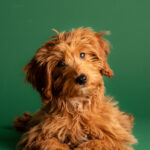Dog Portrait