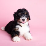 Miami Dog Photographer