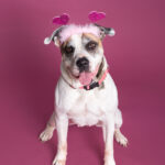 Broward Shelter Dogs