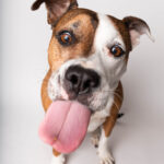 Miami Dog Photographer