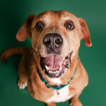 Dog Smiling