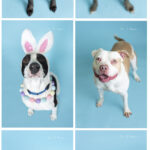 Pet Portraits Miami